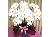 �����Ӓ�������ƒ�p�Ӓ����܂ŁA�ŒZ�ŗ����ɂ��͂��v���܂��B�Ӓ�����.com
