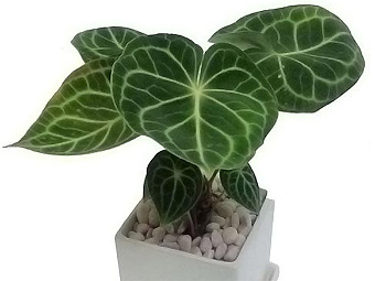 インテリア雑誌で大人気の植物の通販サイト。スタイリッシュな陶器鉢植えの観葉植物なども扱っています。MAKIMO PLANT