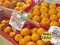 【送料無料】柑橘詰め合わせ